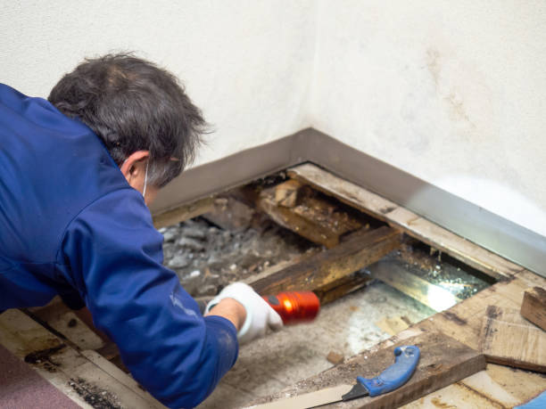 Best Residential Mold Removal  in Oak Grove, OR