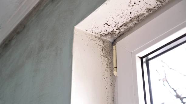 Best Mold Damage Repair  in Oak Grove, OR