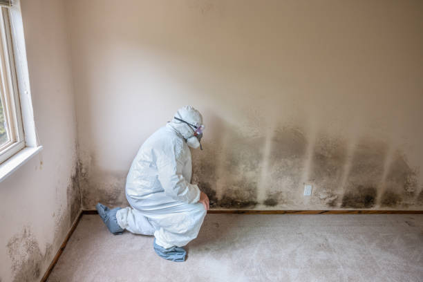 Home Mold Removal in Oak Grove, OR