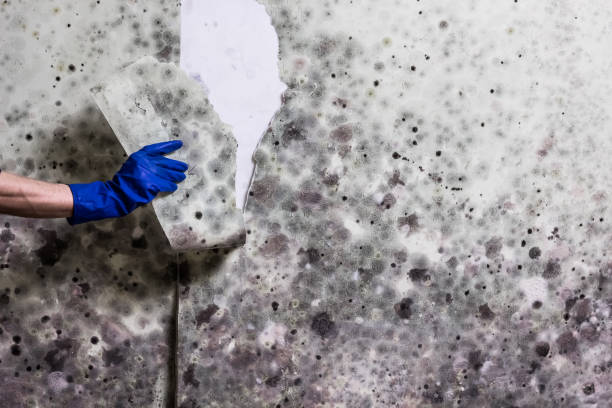 Professional Mold Removal in Oak Grove, OR